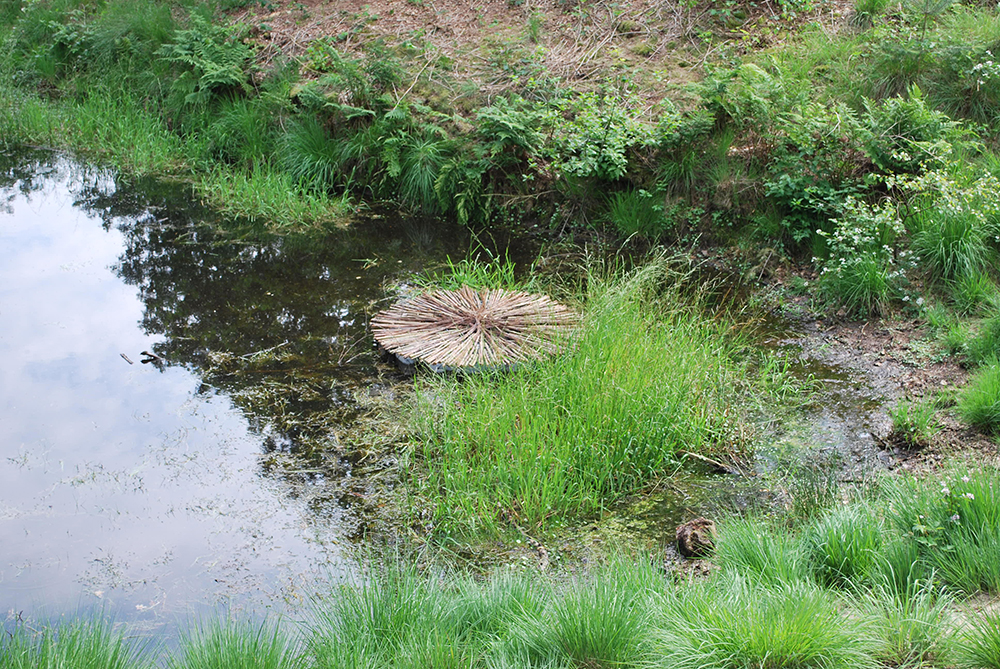 Floating Nest